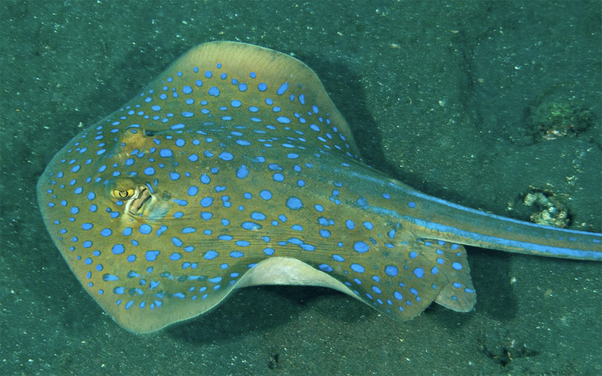  p>蓝斑条尾魟(学名: i>taeniura lymma /i>)是魟科,条尾魟属鱼类.