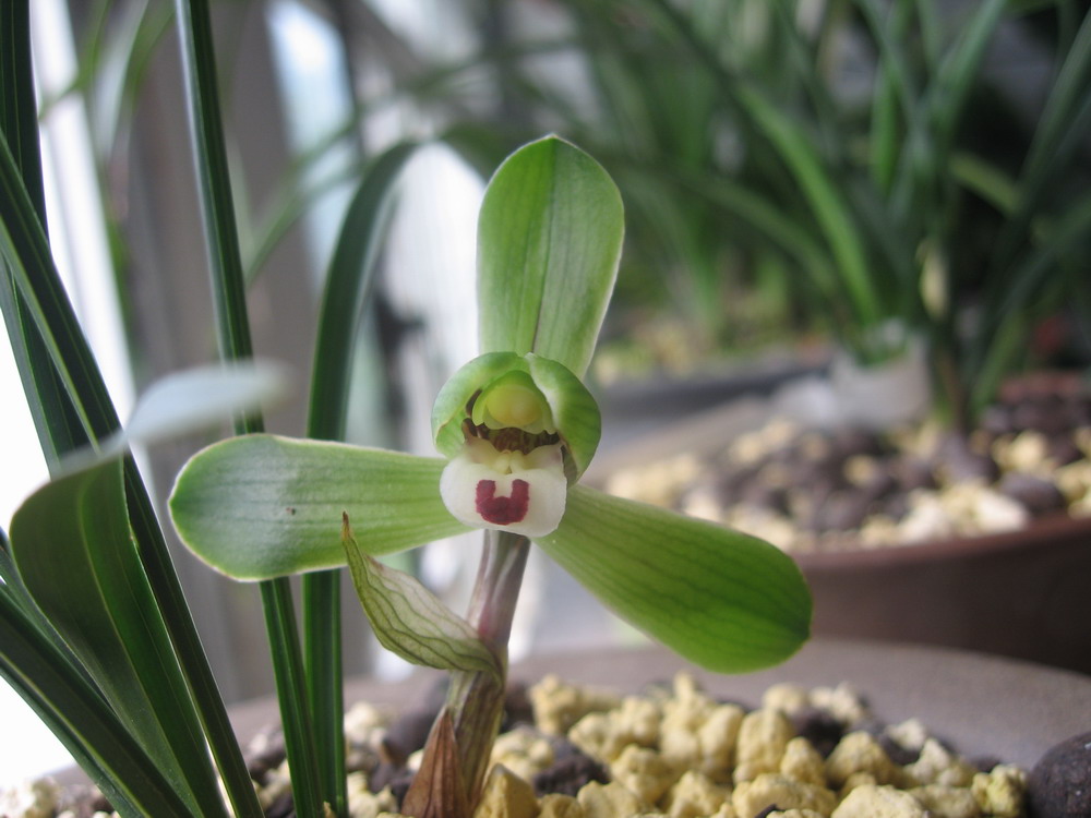  p data-id="gnwq78cdsu">绿英是兰花的一种.