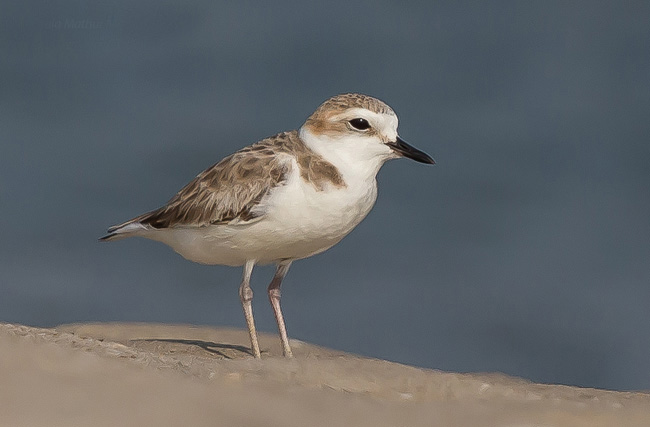  p>白脸鸻(学名: i>charadrius dealbatus /i>):体长16-17厘米,属中