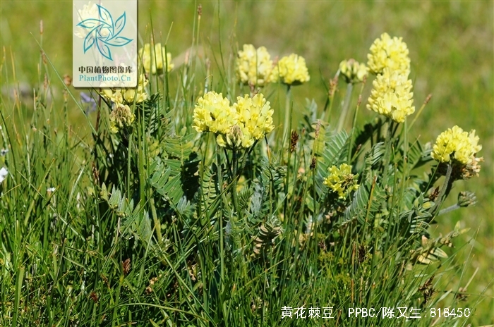  p>黄花棘豆(学名: i>oxytropis ochrocephala /i> bunge&nbsp;)