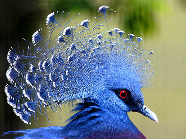  p>鸟类羽冠(bird crista):亦称 a href="#" data-lemmaid="22736143"