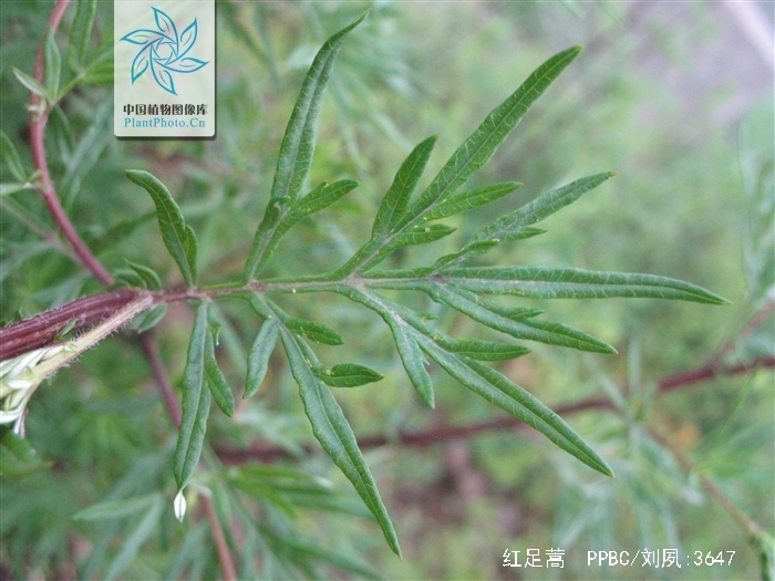 artemisia rubripes