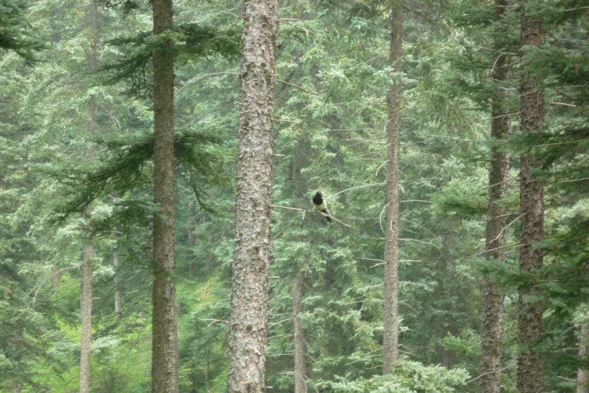  p>岩杉树,拉丁文名:wikstroemia angustifolia hemsl.