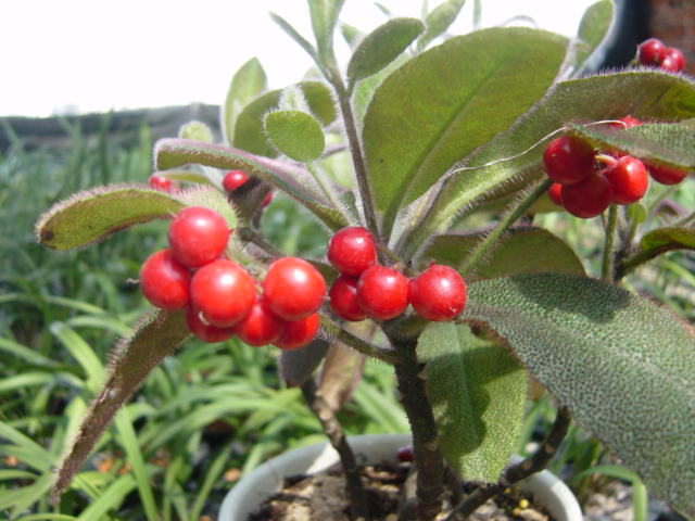  p>虎舌红(学名: i>ardisia mamillata /i> hance)为紫金牛科,紫金牛