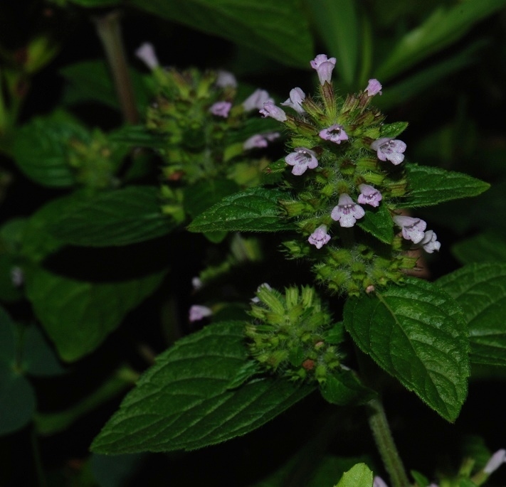  a href="#" data-lemmaid="3113946">风轮菜属 /a>多年生草本,高可达