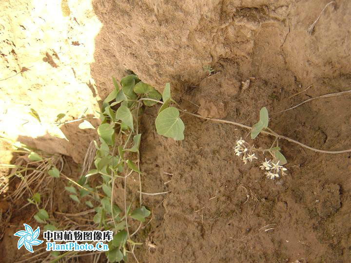  p> b>羊角子草 /b>(学名: i>cynanchum cathayense /i>)为萝藦科 a