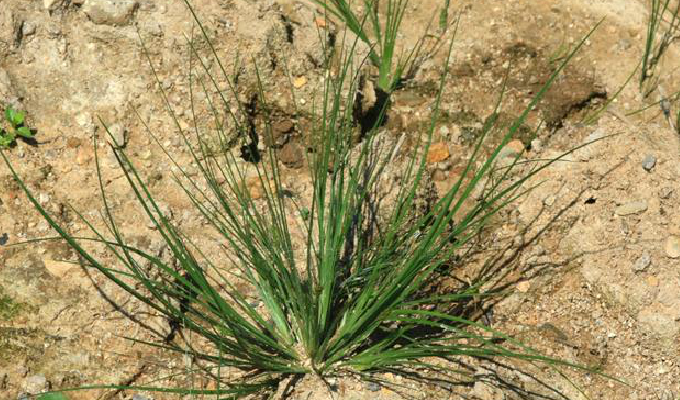 juncus tenuis willd.