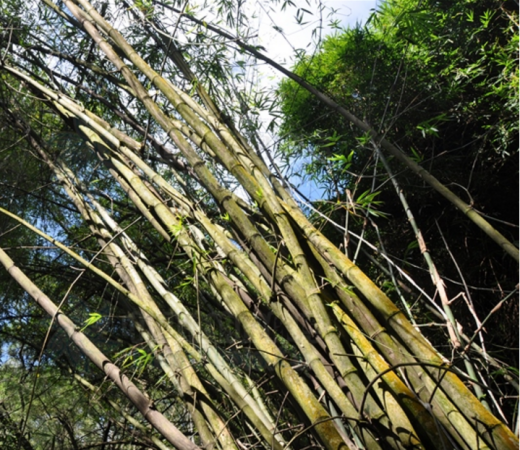 小簕竹
