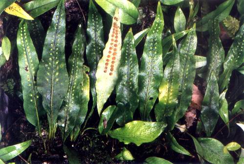 (学名: b> i>lepisorus venosus /i> /b>)为水龙骨科瓦韦属下的一个种