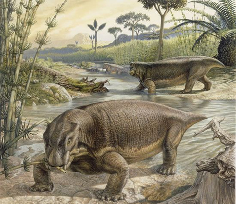 属下孔类的 a target="_blank" href="/item/二齿兽类/504656" data