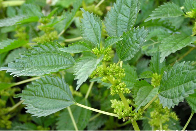  p>长茎冷水花(学名: i>pilea longicaulis /i> hand-mazz.