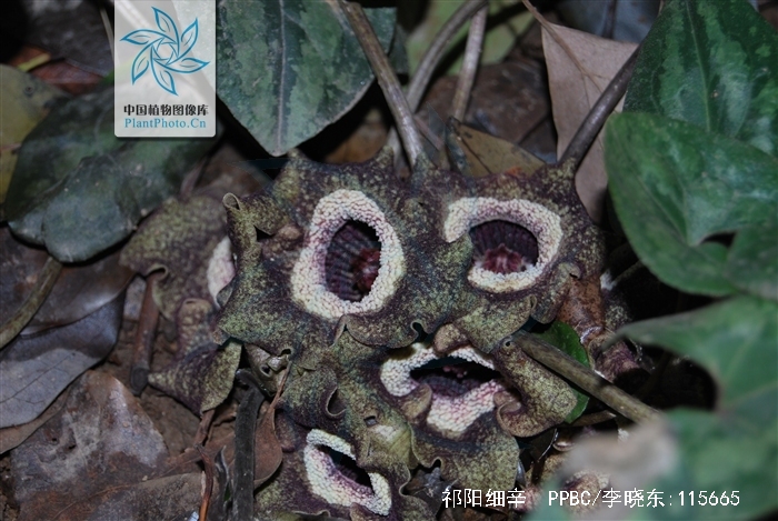 item/祁阳细辛/1372593" data-lemmaid="1372593">祁阳细辛 /a>,别名