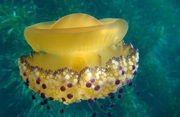  p>蛋黄水母(学名: i>cotylorhiza tuberculata /i>)是钵水母纲 a