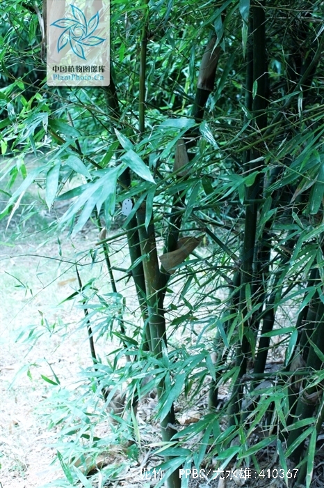  p>坭竹(学名: i>bambusa gibba /i> mcclure)是禾本科,簕竹属 a