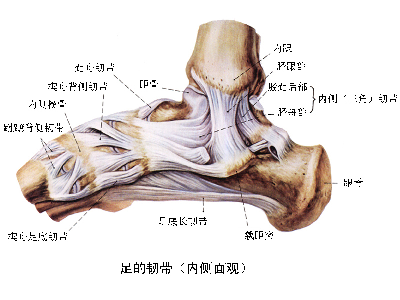  p>跟骨结节关节角是跟骨结节上缘(跟骨结节与跟骨后关节突的连线)与