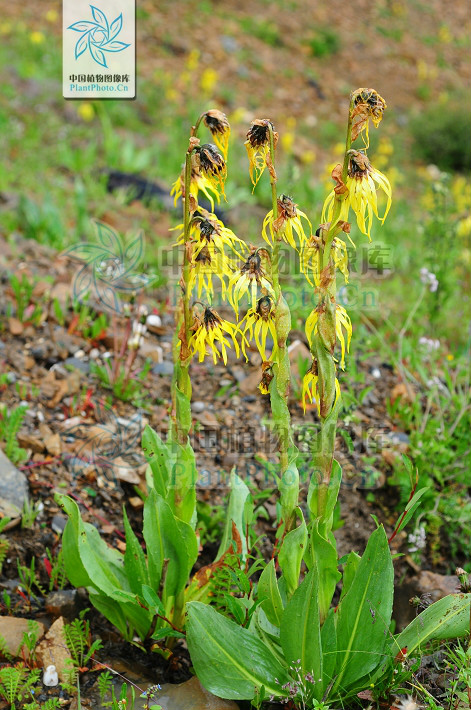 cremanthodlum stenactinium