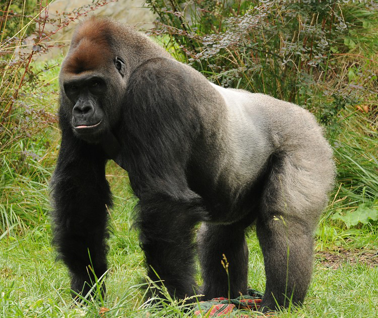  p>西非低地大猩猩(学名: i>gorilla gorilla gorilla /i>), a target