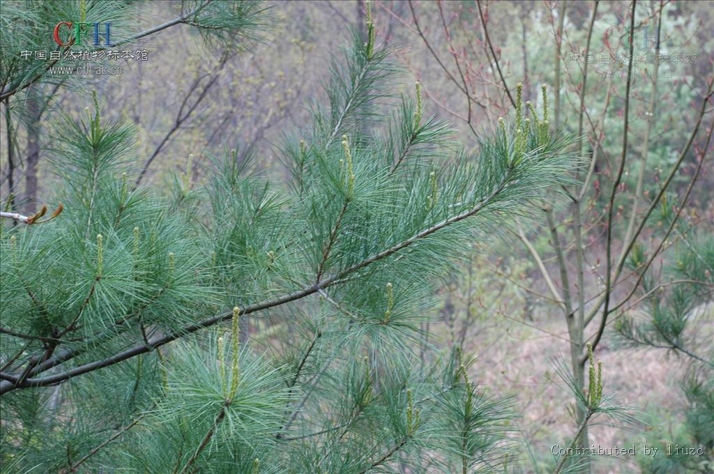  p>油松(学名: i>pinus tabuliformis /i> carr.