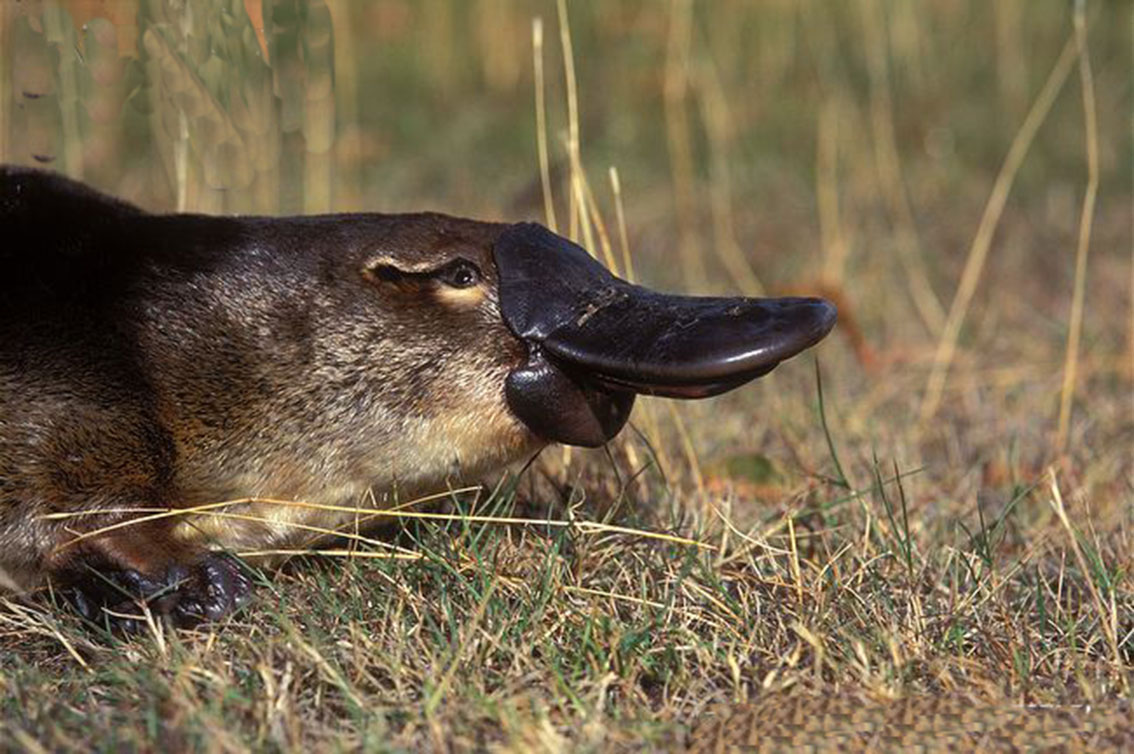  p>鸭嘴兽是最原始的 a target="_blank" href="/item/哺乳动物/62197