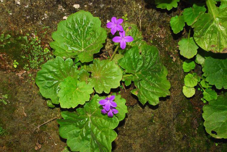  p>报春苣苔(学名: i>primulina tabacum /i> hance)是苦苣苔科,报春