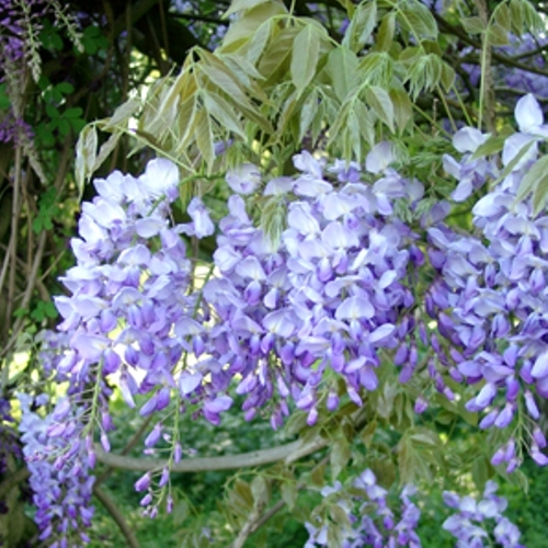  p>藤萝(学名: i>wisteria villosa /i>  rehder):又名 a href="#"