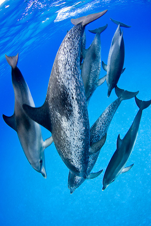 大西洋点斑原海豚