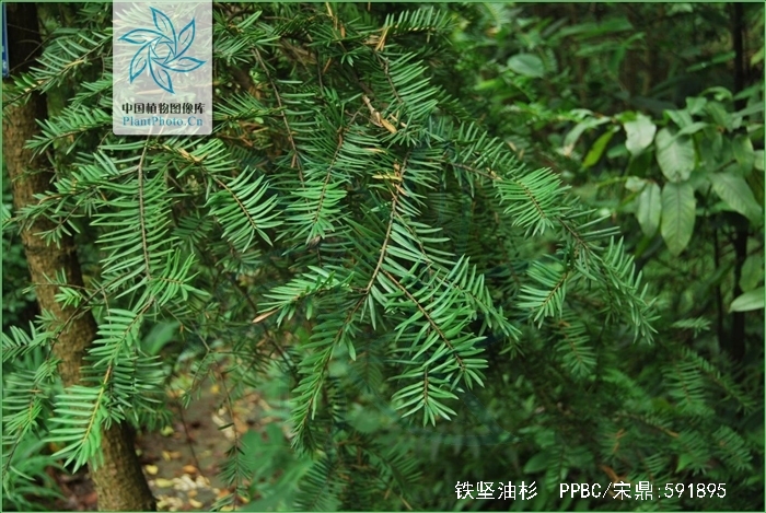  p>铁坚油杉(学名: i>keteleeria davidiana /i> (bertr.) beissn.