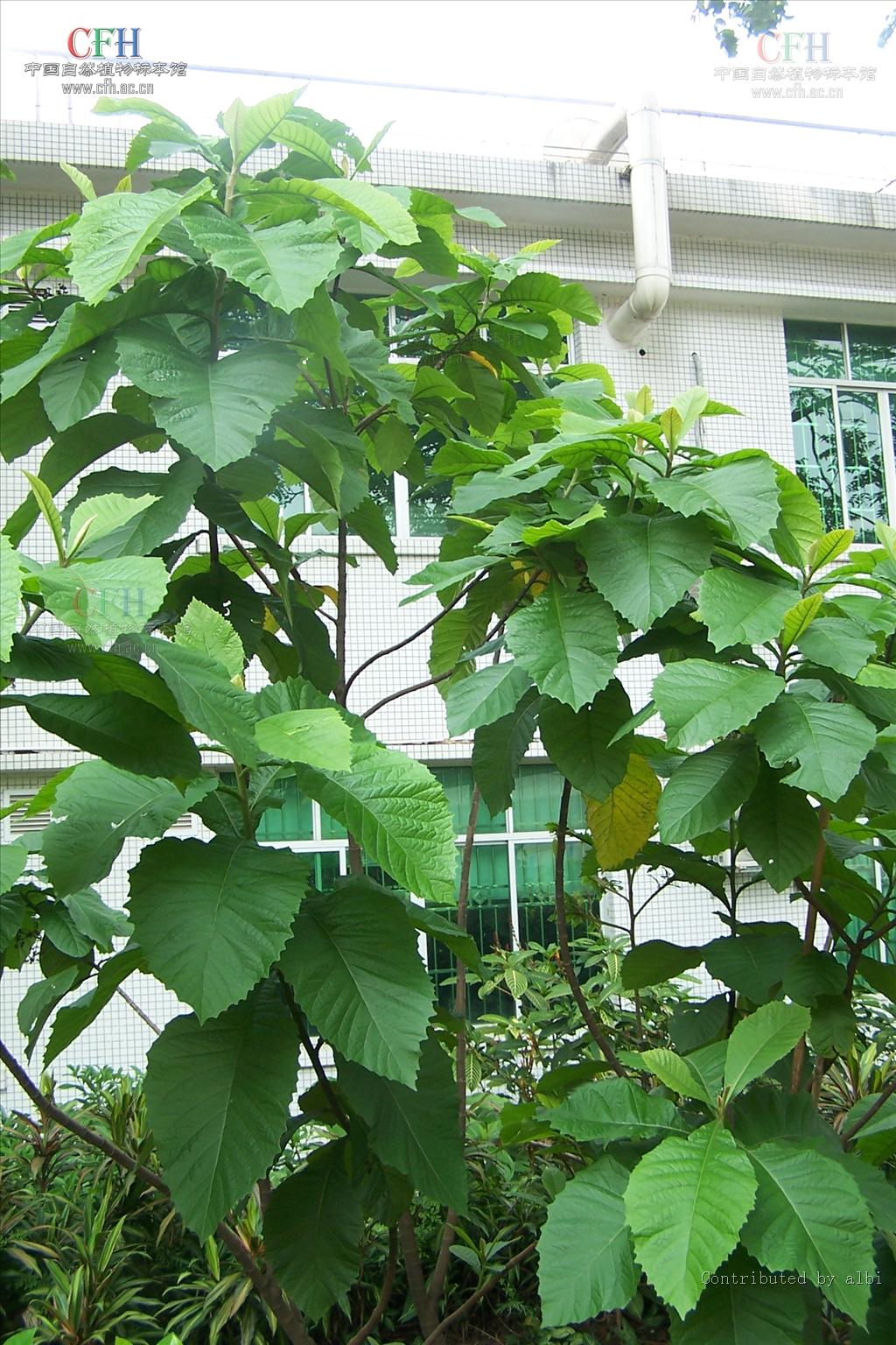  p>斑鸠菊属,约1000种,主产热带地区.