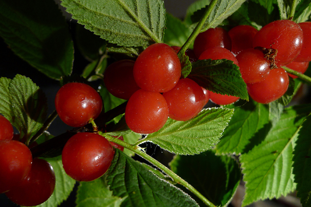 href="#">蔷薇科 /a>落叶乔木果树,是某些李属的植物的统称,包括樱桃