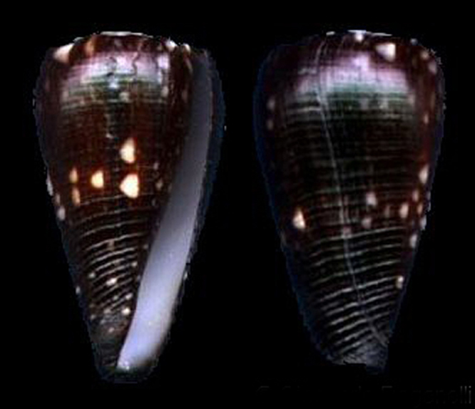  p>萨摩亚水磨石芋螺,是芋螺科,芋螺属的一种贝类动物,生活在萨摩亚