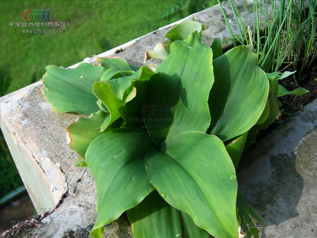  p>山柰属(学名:kaempferia l.