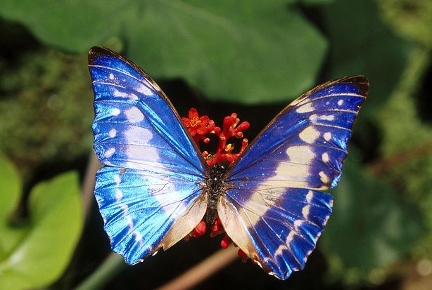 塞浦路斯闪蝶(学名:morpho cypris)是鳞翅目,蛱蝶科,闪蝶属的一种蝴蝶