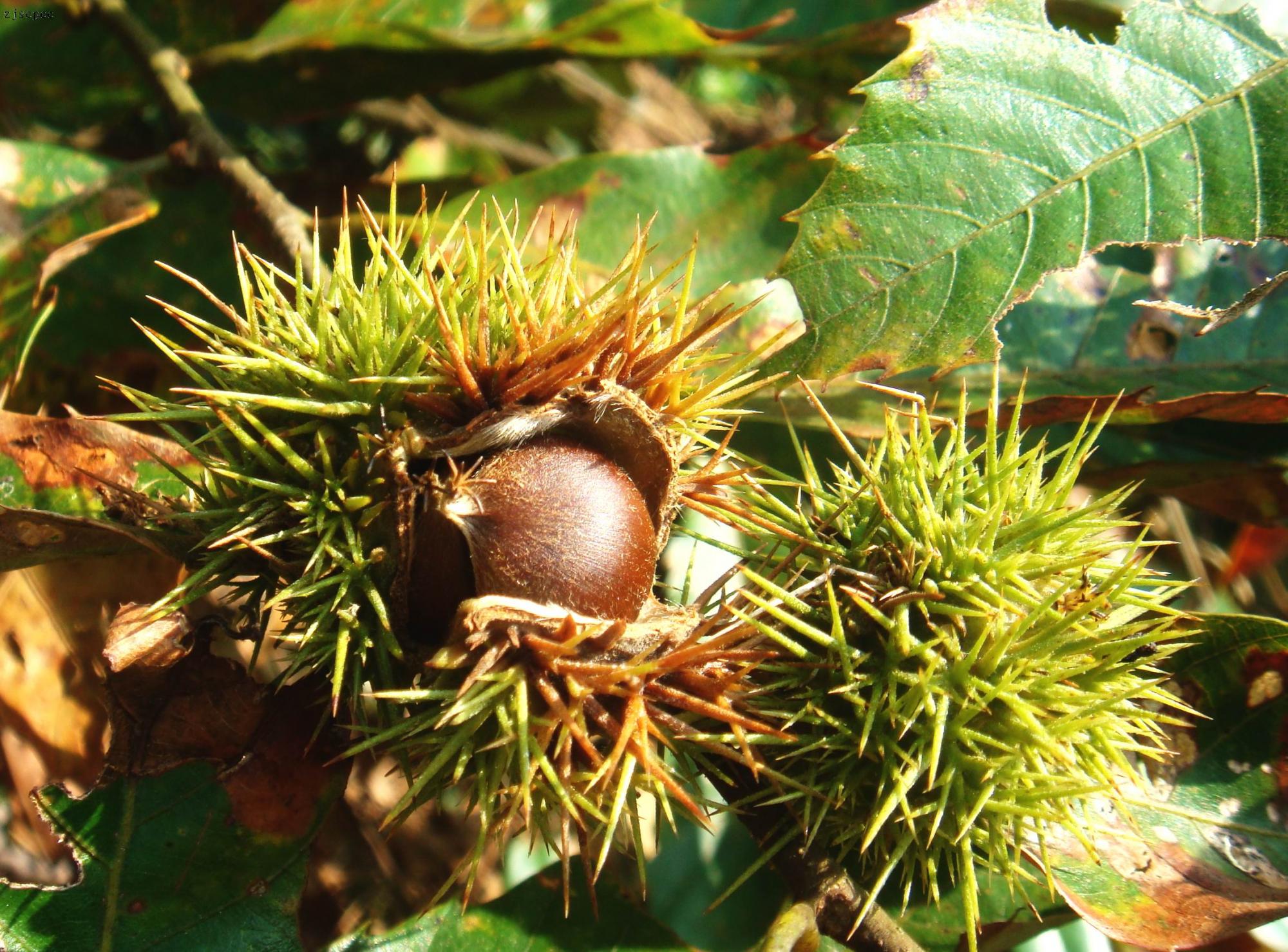  p>领春木科(eupteleaceae)植物为落叶灌木或乔木;枝有长枝,短枝之分