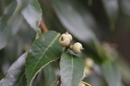 青冈（壳斗科栎属植物）_百度百科