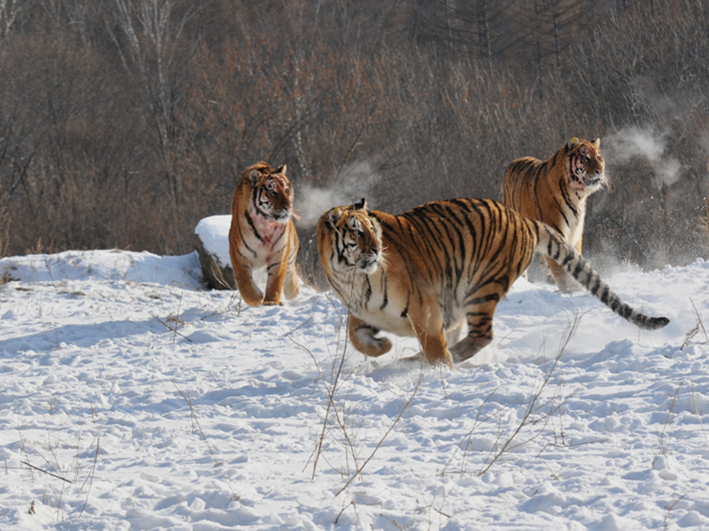 target="_blank" href="/item/延边朝鲜族自治州">延边朝鲜族自治州 