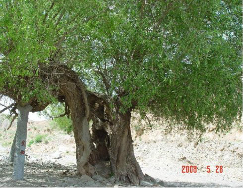  p>震柳是 a target="_blank" href="/item/海原地震/2445200" data