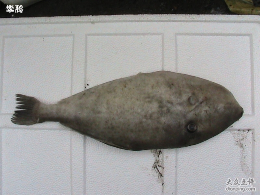 剥皮鱼学名叫绿鳍马面鲀,又叫马面鱼,潮汕俗名:迪仔,剔皮鱼在上海