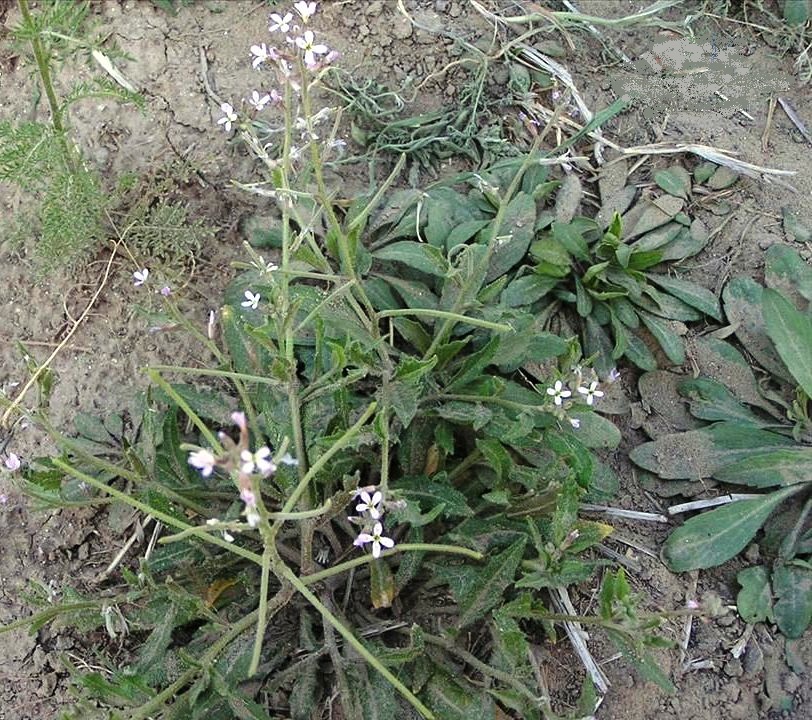  p>短梗涩荠(学名:neotorularia brevipes),十字花科涩荠属植物,产自