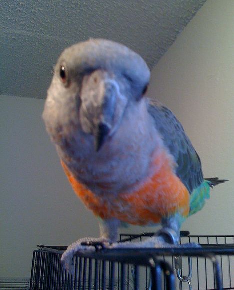  p>红腹鹦鹉(学名: i>poicephalus rufiventris /i>)仅有2个 a href="