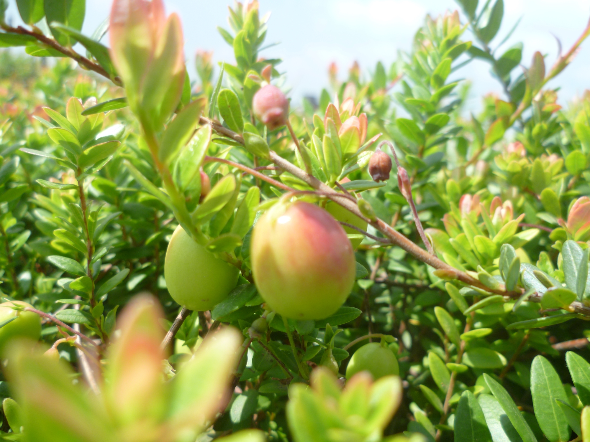  p>蔓越莓又称 a target="_blank" href="/item/蔓越橘/10628120"