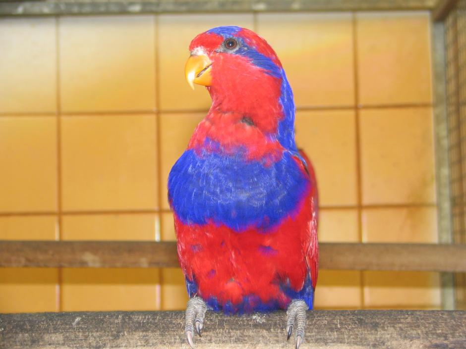  p>红蓝吸蜜鹦鹉(学名: i>eos histrio /i>)羽色鲜艳,鹦鹉鸟体为红色