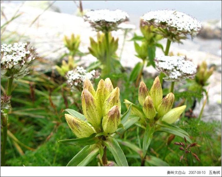  p>又名太白乌头, a target="_blank" href="/item/多年生草本