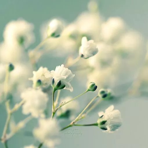 小小满天星 拥有一棵 就拥有了满天星辰 百科ta说