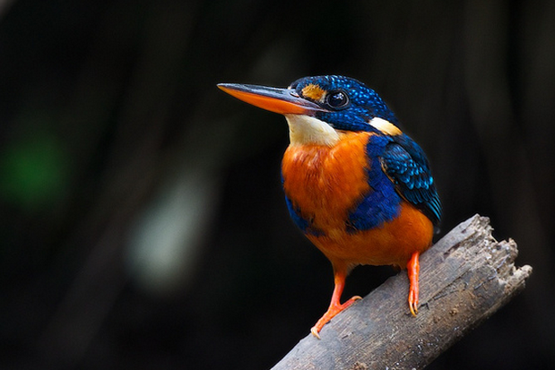 indigo-banded kingfisher