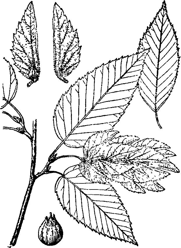  p>陕西鹅耳枥(拉丁学名:carpinus shensiensis hu),是桦木科鹅耳枥属