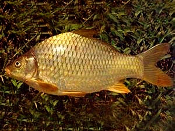 1909593" data-lemmaid="1909593">鲤科 /a>鱼类中长期生活在我国 a