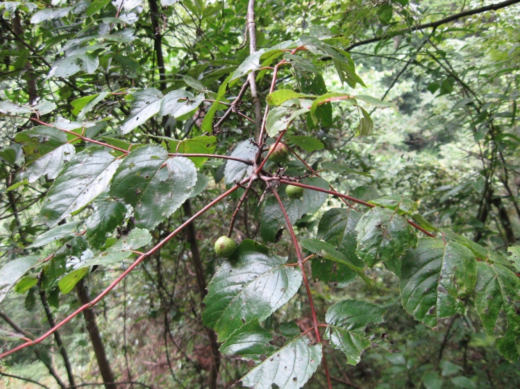 南酸枣(原变种)