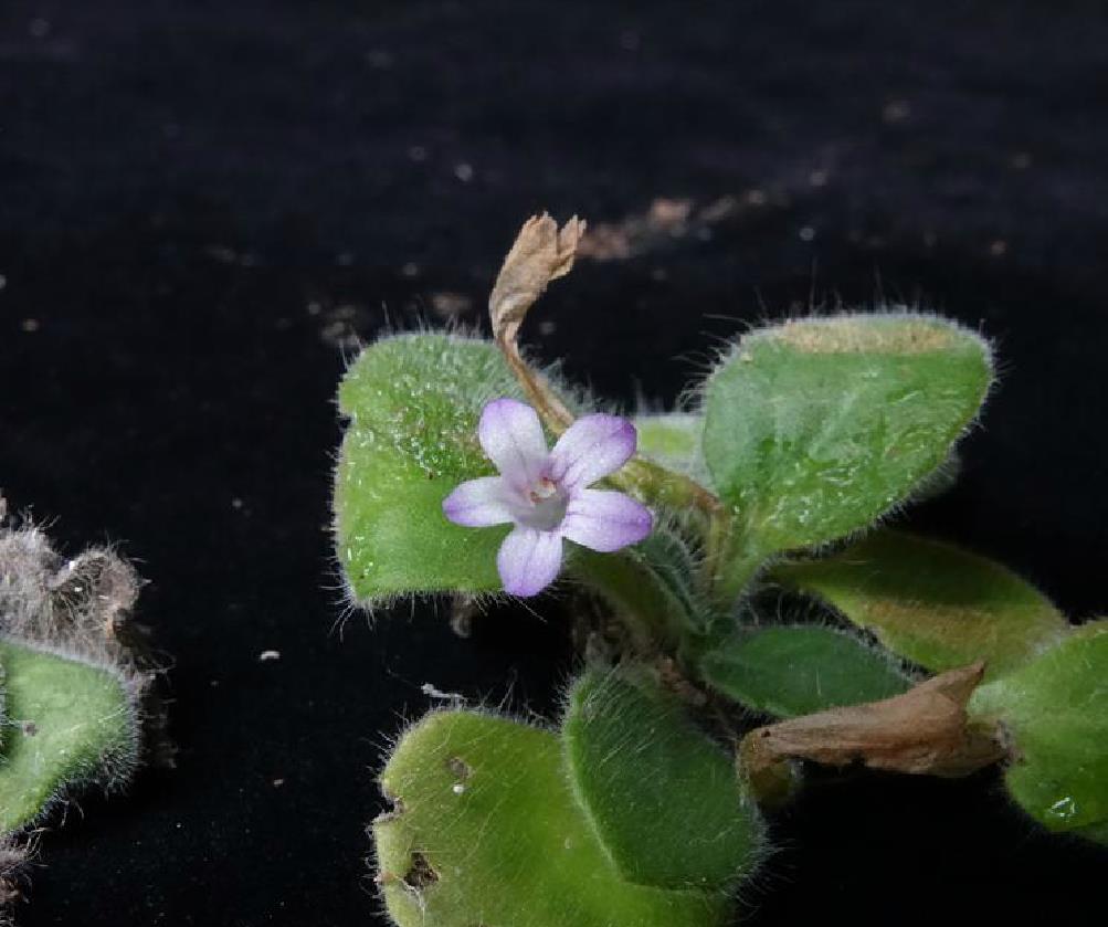  p>报春苣苔属( a href="#" data-lemmaid="8074290">学名 /a>