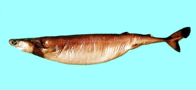  p>雪茄达摩鲨又称雪茄鲛,是一种深海小型鲨,夜晚常到水体上层垂直地