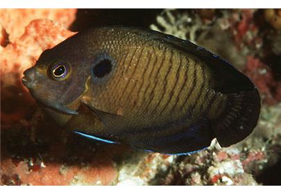 蓝翅黑仙鱼